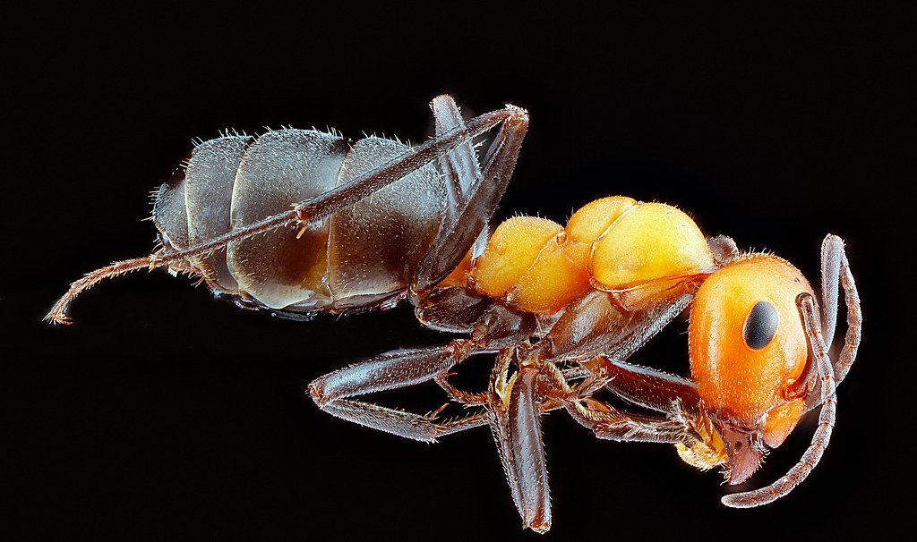 Ant Control service in Charlottesville, VA