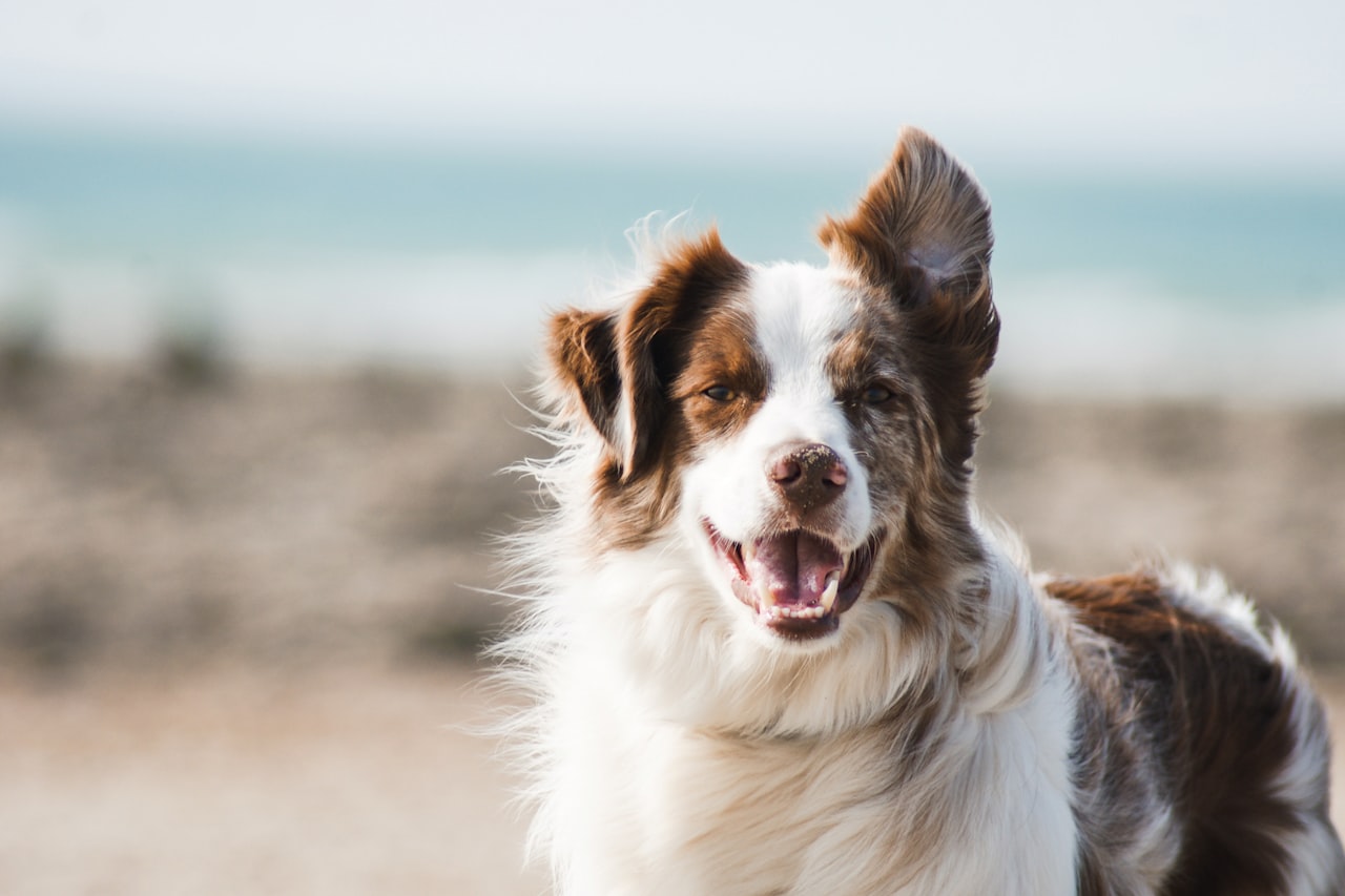 Flea & Tick Control service in Charlottesville, VA