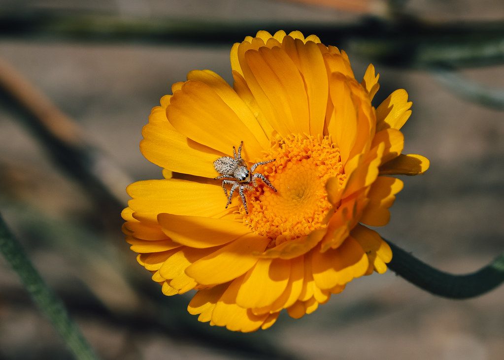 Spider Control service in Charlottesville, VA